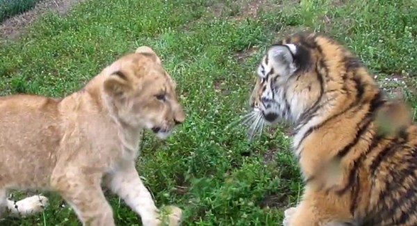 Bébé tigre contre bébé lion, le duel