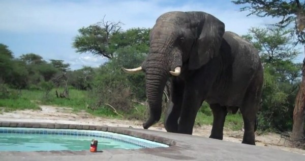 Quand un éléphant débarque dans ta piscine