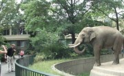 L’éléphant ce gros bâtard