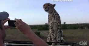 guepard-safari-pose