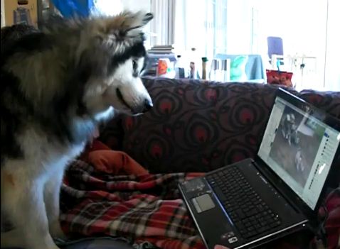 Ceci est un chien de race Malamute de l’Alaska qui regarde une vidéo de lui