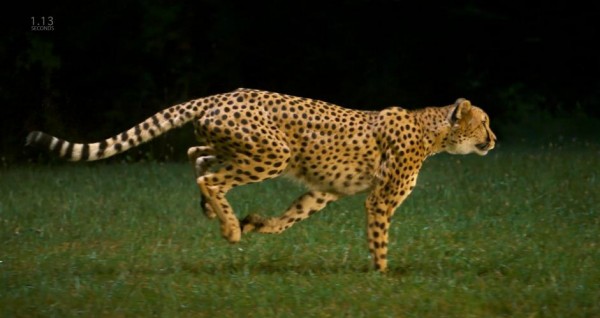 La course d’un guépard comme vous ne l’avez jamais vu