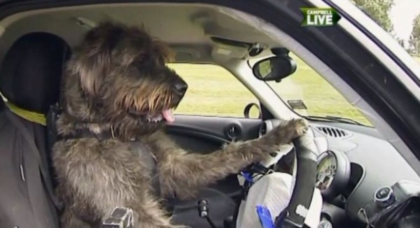 Enfin, les chiens apprennent à conduire